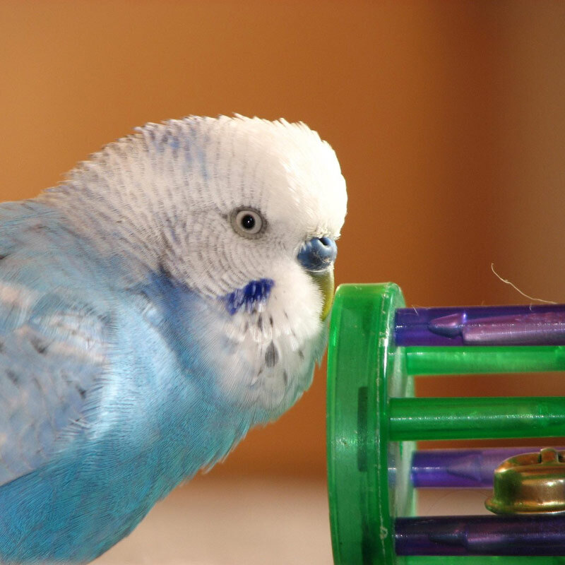 How to Clean Wood Bird Toys: Easy Steps for a Safe, Sparkling Playtime