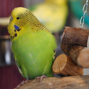 green and yellow budgie standing on perch by wood toy