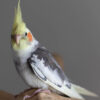 cockatiel standing facing to the side but with head turned to camera