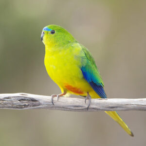 Orange-bellied parrot (Neophema chrysogaster) sitting on a branch