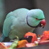 blue Indian Ringneck Parakeet eating fresh food