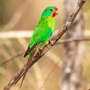 swift parrot outdoors perched on a branch
