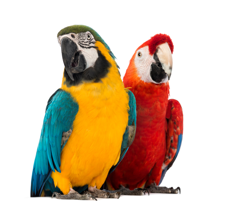 Macaw Personality, Food & Care Pet Birds by Lafeber Co.
