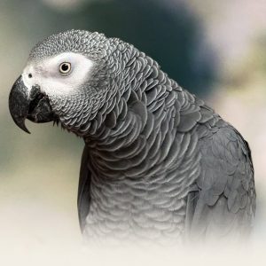 african grey parrot