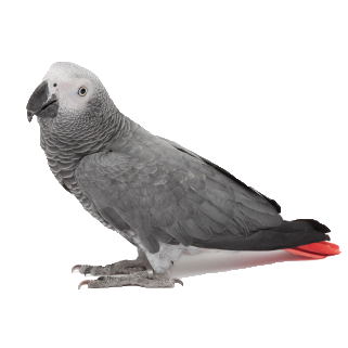 african-grey.png