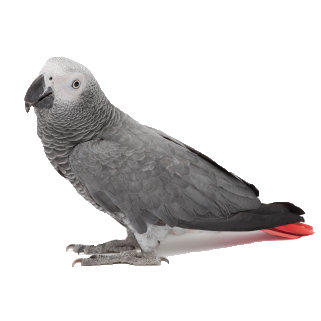 african-grey.png