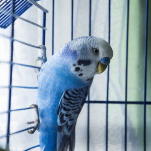 blue and white budgie climbing on bars inside cage