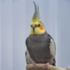 cockatiel perched on branch with part of another cockatiel behind