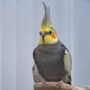 cockatiel perched on branch with part of another cockatiel behind
