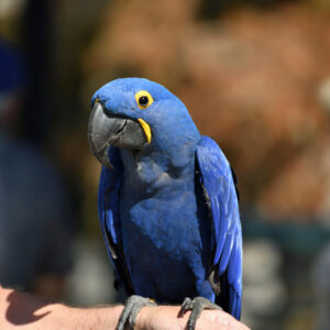 Hyacinth macaw perched on a person's arm outside
