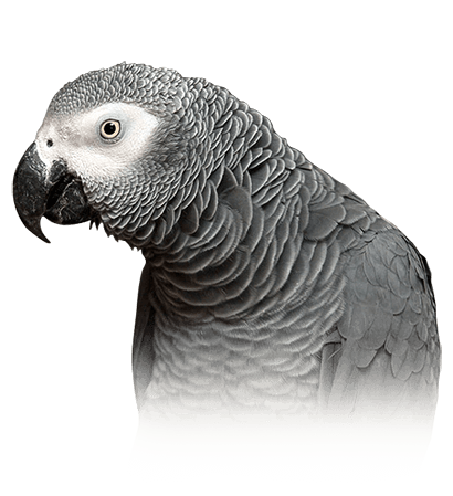 Grey store parrot pets