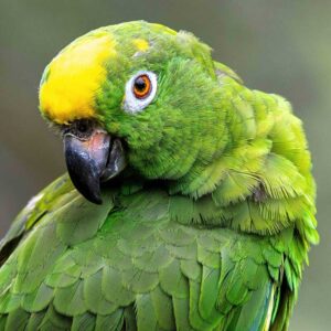 yellow-crowned Amazon grooming
