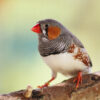 zebra finch perched on branch