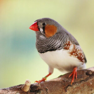 zebra finch perched on branch