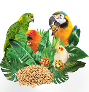 Parrot  Personality, Food & Care – Pet Birds by Lafeber Co.