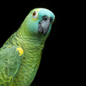 blue-fronted Amazon parrot on black background, body facing right but head turned to camera