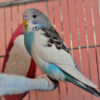 budgie on perch in cage beside cuttlebone
