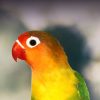 Fischer's lovebird in profile