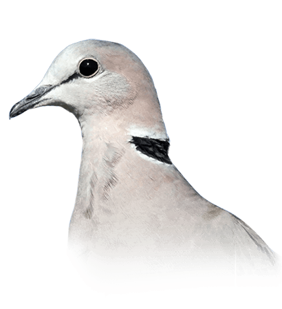 Ring-Necked Dove | Bird Kingdom
