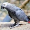 African grey parrot standing on cement or similar surface outside
