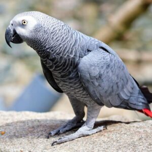 African grey parrot standing on cement or similar surface outside
