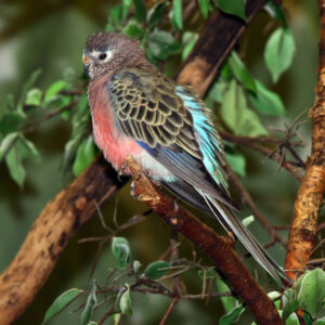 Bourke's parakeet (aka pink-belled parrot) perched on branch in tree