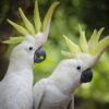 two sulphur-crested cockatoos side by side with crests raised