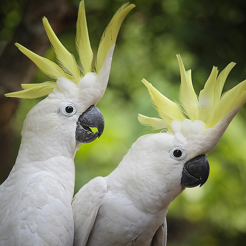 Parrots Follow Flock Food Trends