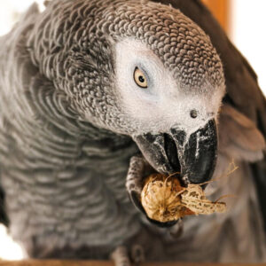 African grey parrot eating a peanut