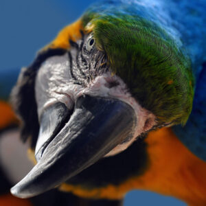 close up on blue and gold macaw face