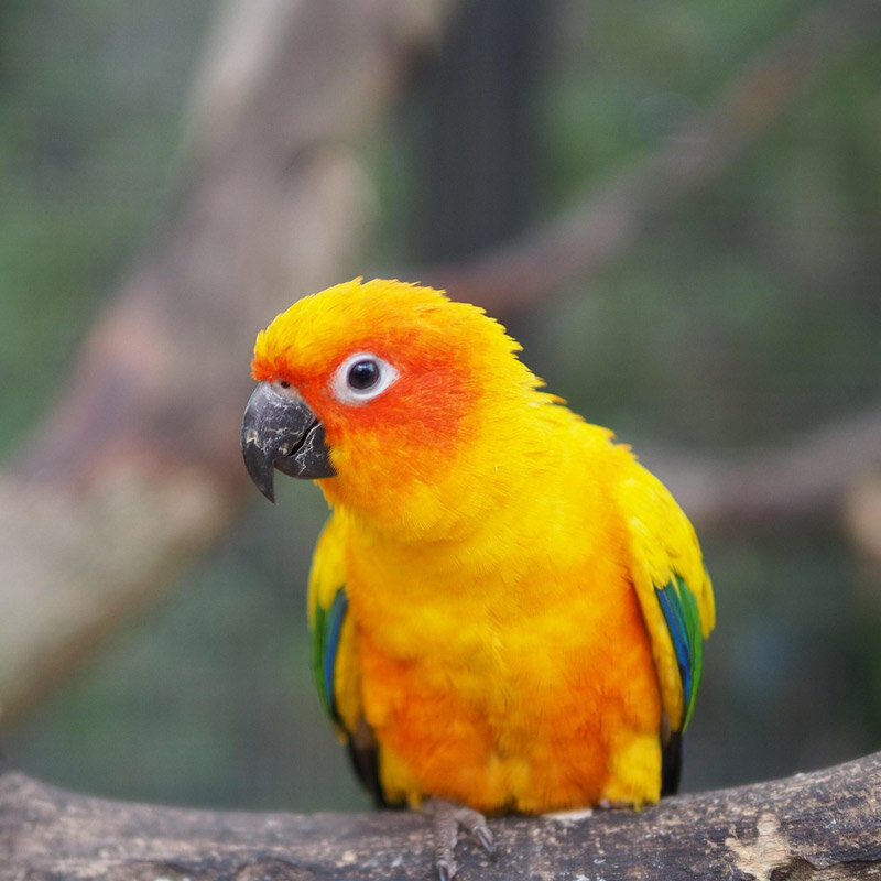 How to Convince Your Parents to Get a Pet Bird: Expert Tips