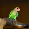 loverbird perched on prop animal horn