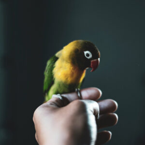 masked lovebird perched on hand