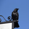 raven perched on sign with blue sky in the background