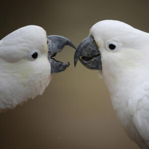 close up on heads of cockatoos facing each other, one with beak open