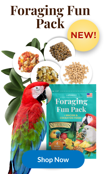 hahns macaw food