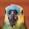 close up on face of a blue-fronted Amazon parrot looking straight at the camera