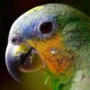 close up on face of orange-winged Amazon parrot