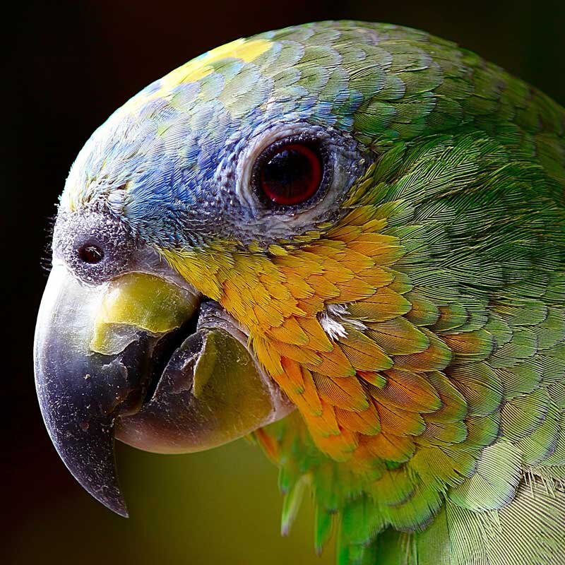 How to Tell If Bird Health Issues are Age Related: Expert Tips