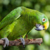 yellow-crowned Amazon parrot standing on perch with head tilted to side