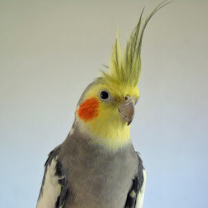cockatiel posed showing shoulders and head with crest rasied