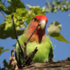peach-faced lovebird outdoors perched on branch looking down
