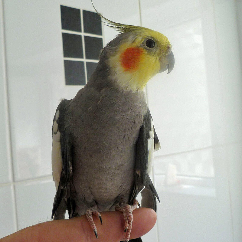 How to Train a Bird to Perch on Your Finger: Easy Steps Revealed