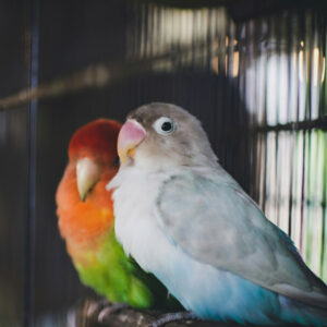 How to Look After Lovebirds 