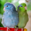 blue Pacific parrotlet and green Pacific parrotlet side by side on a perch