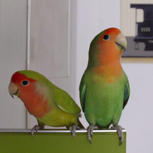 two peach-faced loverbirds perched side by side indoors