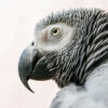 close up profile on head of an African grey parrot