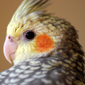 Head and back of pearl cockatiel with head in profile