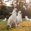 flock of sulphur-crested cockatoos walking on ground