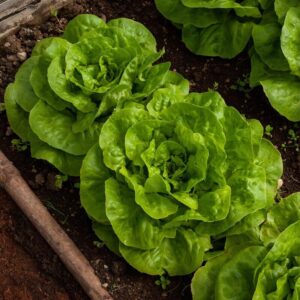 close up on lettuce growing in garden